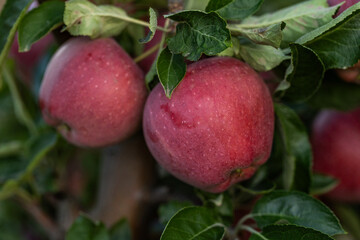 Peaceful apple orchard landscape in autumn, filled with ripe fruit, ideal for agriculture, harvest, and rural lifestyle imagery. Red apples hanging on tree branches under natural sunlight.