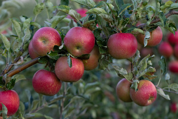 Peaceful apple orchard landscape in autumn, filled with ripe fruit, ideal for agriculture, harvest, and rural lifestyle imagery. Red apples hanging on tree branches under natural sunlight.