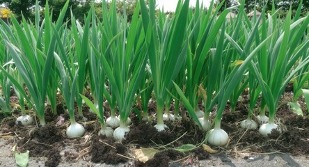 Green Onions Growing in a Garden Bed.