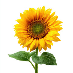Sunflower with bright yellow petals and green leaves isolated