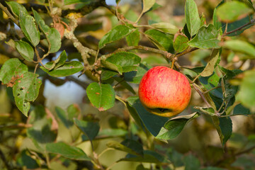Autumn harvest scene with ripe apple on a branch illuminated by golden hour sunlight