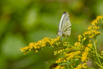 White butterfly resting on goldenrod blossom