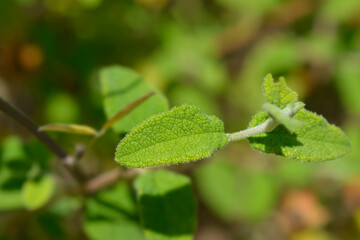 Sage-leaved rock-rose leaves - Latin name - Cistus salviifolius
