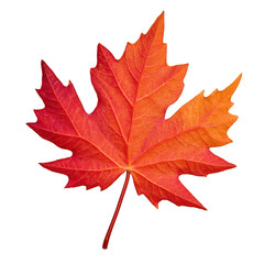 Isolated autumn maple leaf with warm seasonal tones, perfect for fall-themed design and decoration.