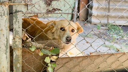 Dog behind chain-link fence in shelter or backyard — emotional image of care, waiting, and animal...
