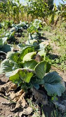 Cabbage heads growing in vegetable garden among green leaves — natural freshness, seasonal appeal, and eco-friendly farming for agricultural projects, product packaging, culinary content, educational 