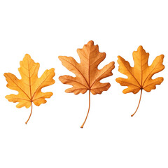 Golden oak leaves isolated on transparent background for seasonal designs and autumn compositions.
