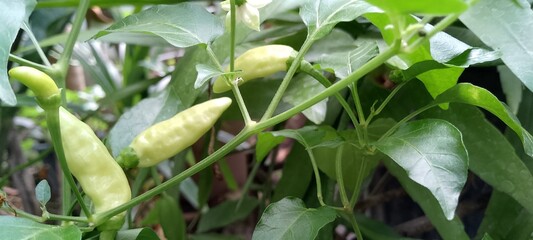 Close-up of fresh green chili peppers growing on a healthy plant in the garden. Young chilies with bright green leaves, perfect for agriculture, food, spice, and gardening concept.
