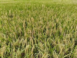 Close up shot of paddy seeds field.