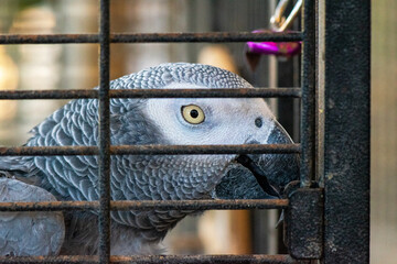 African grey parrot inside a cage © Anastasya