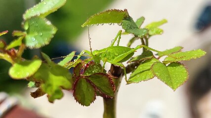 Green grasshopper on wet plant leaves.