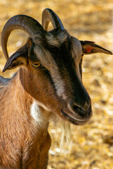 Close-up portrait of a goat with horns on a farm