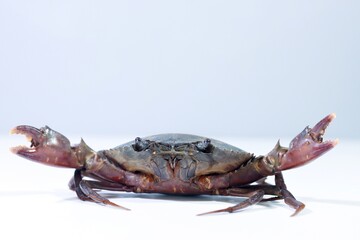 Front View of a Female Mud Crab on a White Background
