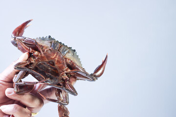 Person Holding a Female Mud Crab Upside Down, White Background