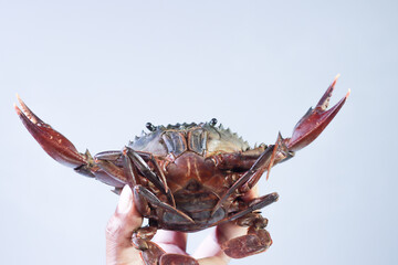 A Fisherman Holding a Female Mud Crab Raising Its Claws, Upside Down to Check Its Sex, White...