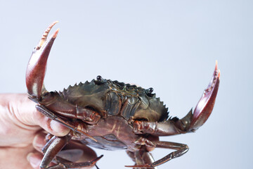 Fisherman Holding a Mud Crab, White Background