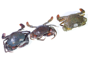 Top-down View of Three Mud Crabs Lined Up Diagonally on a White Background