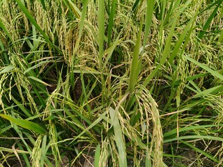 Close up shot of paddy seeds field.