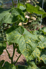 Cucumber plant leaf showing disease, yellow spots, and mildew in an organic garden, concept of plant health problems