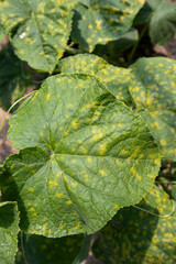 Cucumber leaf showing downy mildew disease symptoms with yellow spots, indicating plant health problem in agriculture