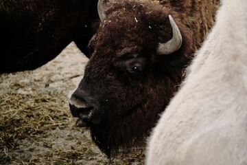 Bison with thick fur looking through a group of animals at Belgrade Zoo. Close up portrait.