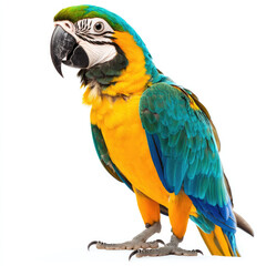 Fototapeta premium Colorful parrot with vibrant blue and yellow feathers standing
