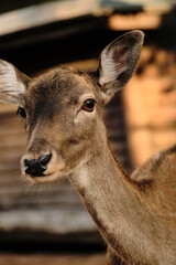 A close-up portrait of a young deer with large eyes at Belgrade Zoo.