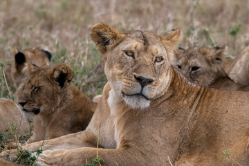 A Lioness, lies on the ground, scanning the horizon, amoungst her cubs. Serengeti, Tanzania, Africa