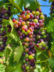 Delicious Fresh Grapes on Vine - Vibrant Vineyard Photography for Food Marketing, Culinary Projects, and Seasonal Promotions