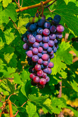 Fresh Vineyard Grapes, Organic Fruit on the Vine, Juicy Grape Clusters, Natural Vineyard Background for Wine, Food Marketing, Culinary Design, Social Media, Seasonal Promotions