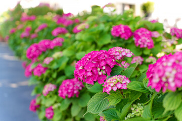 Obraz premium Vibrant Pink Hydrangeas Blooming Along Garden Pathway