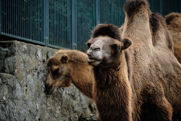 Obraz premium Bactrian camels together in zoo enclosure, close view with stone wall.