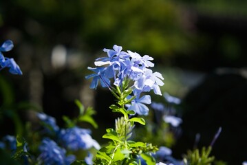 Forget-me-not
