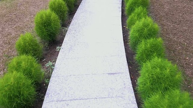 Walking path with small trees on both the side. Stone tiled path creates a calm scene. Natural alignment with tiles forms a simple peaceful walkway.