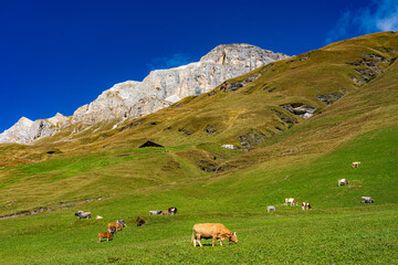 hochalpine, pittoreske Alpenlandschaft, weidende Kuhherde auf Sommerweide unterhalb der Mazzaspitze in Avers; Schweiz, Graubünden, Avers; Dach Europas, höchstgelegene ganzjährig bewohnte Siedlung