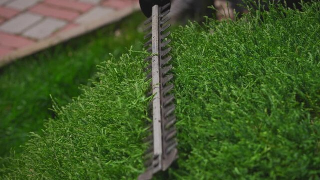 Close-up of electric hedge trimmer blades shaping ornamental shrub. Professional landscape design work creating precise topiary forms in garden.