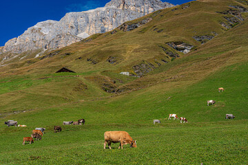hochalpine, pittoreske Alpenlandschaft, weidende Kuhherde auf Sommerweide unterhalb der Mazzaspitze in Avers; Schweiz, Graubünden, Avers; Dach Europas, höchstgelegene ganzjährig bewohnte Siedlung