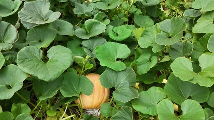 A series of video clips showing large Halloween pumpkins growing on lush vines in a field in Da Lat, Vietnam. The footage captures the seasonal autumn harvest and fresh produce.
 - Powered by Adobe