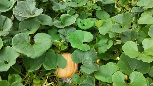 A series of video clips showing large Halloween pumpkins growing on lush vines in a field in Da Lat, Vietnam. The footage captures the seasonal autumn harvest and fresh produce.

