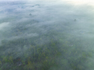 Aerial view morning sunrise with fog tropical rainforest mountain