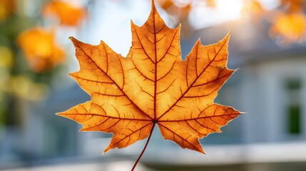Obraz premium A close-up shot of a single vibrant orange maple leaf, backlit by the sun, showcasing its detailed veins with a blurred autumn background.
