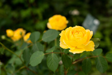 Bloom yellow rose with green leave in the garden