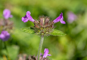 Macro shot of a blooming wild basil flower (Clinopodium vulgare) with two blossoms