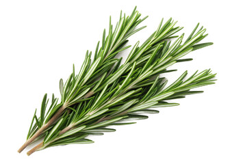 Fototapeta premium Freshly picked rosemary sprigs isolated on transparent background
