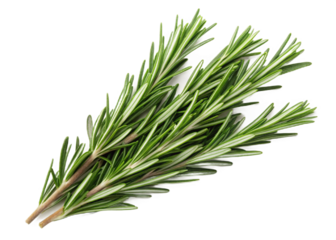 Freshly picked rosemary sprigs isolated on transparent background