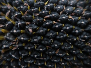 macro photography of sunflower