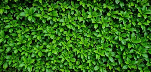 Obraz premium Lush green foliage creating a vibrant, textured wall backdrop, biophilic design, urban jungle