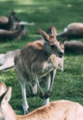 kangaroo and baby