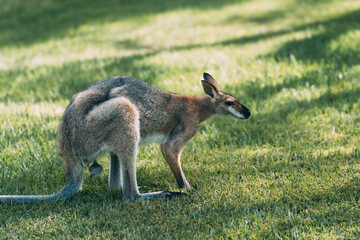 Kangaroo