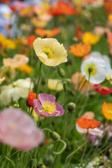 Vibrant Flowers Bloom in a Sunny Spring Field